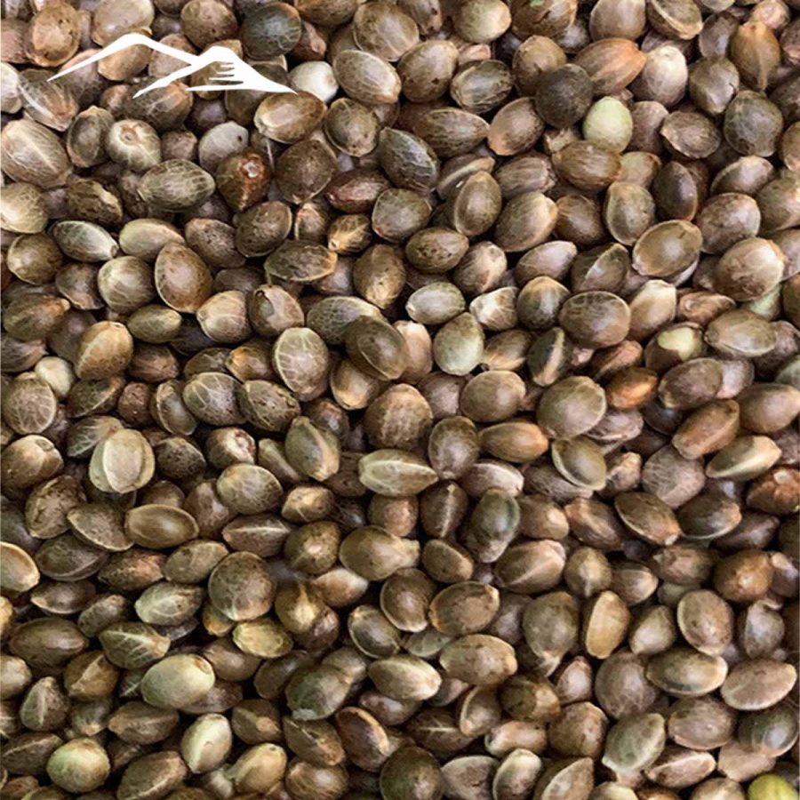 Stormy Daniels Non Feminized Hemp Seeds