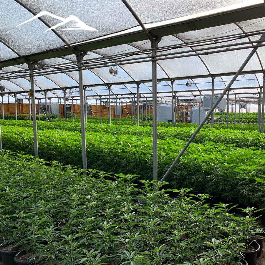 Cherry Clones
