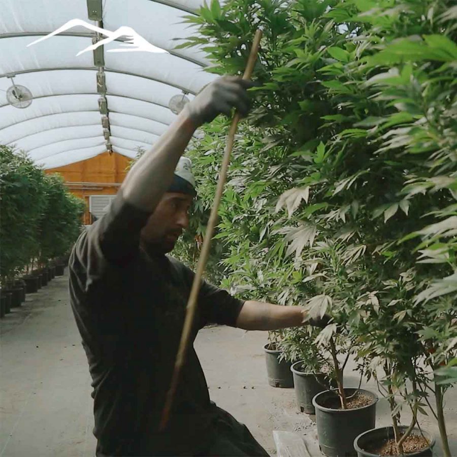 Cherry Clones - Image 2