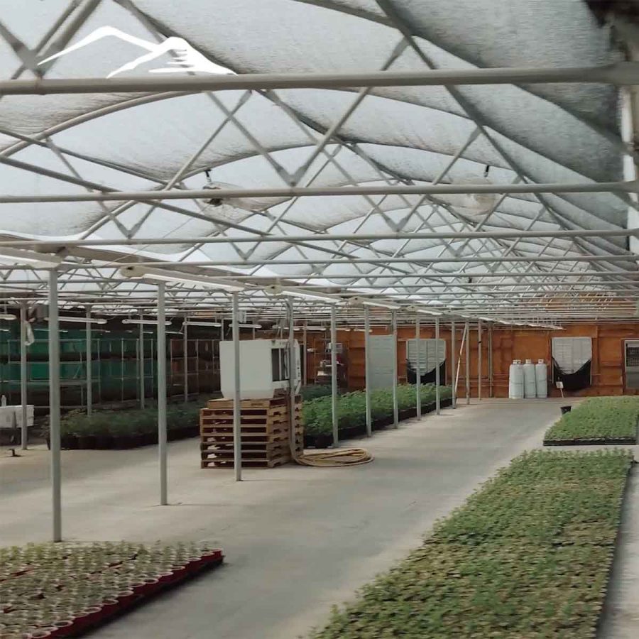 Cherry Clones - Image 3
