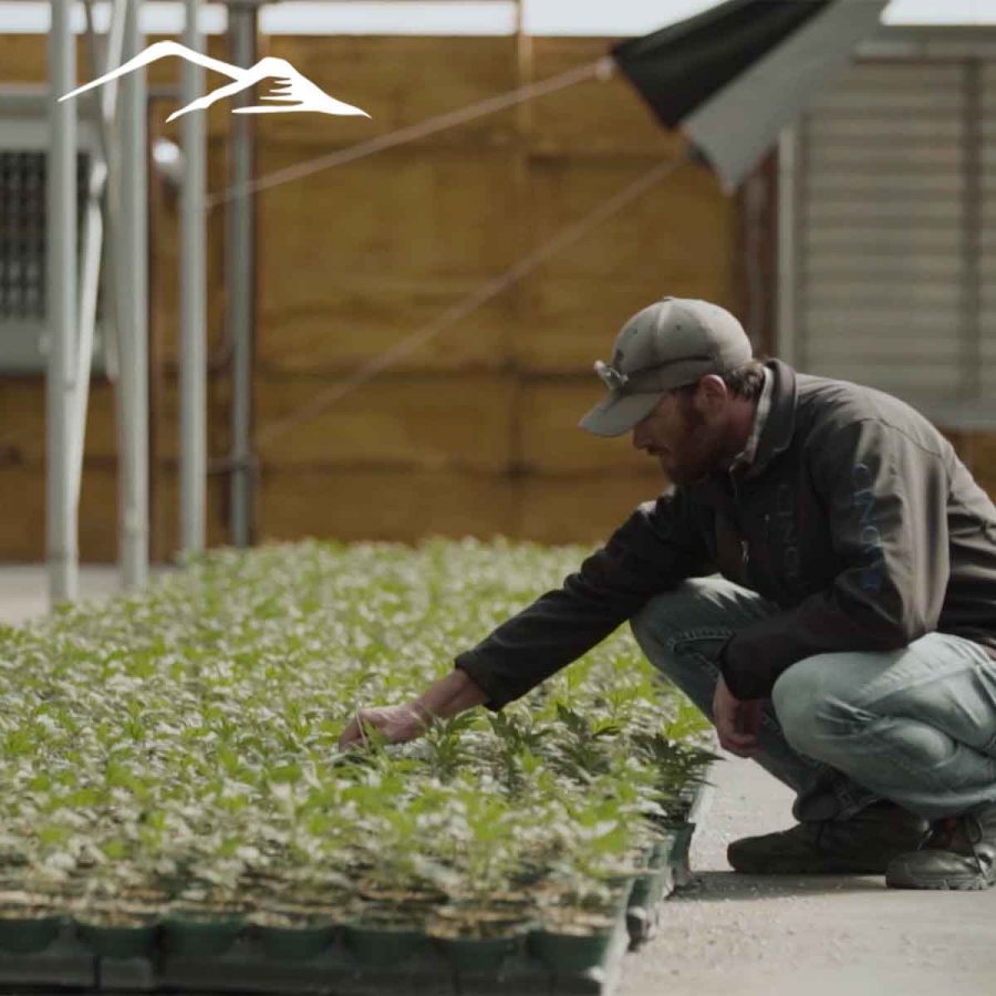 Cherry Clones - Image 4