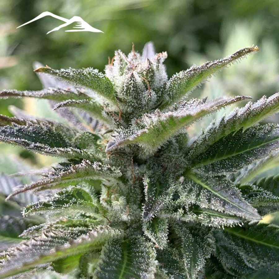 Black Widow Hemp Seeds