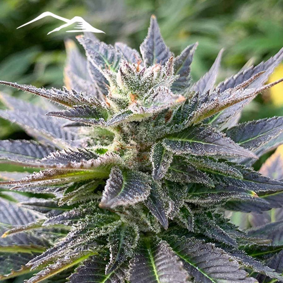 Black Widow Hemp Seeds - Image 2