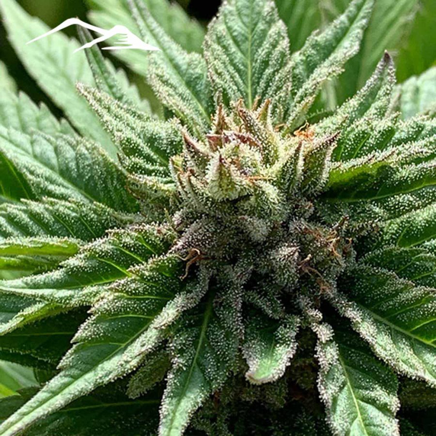 Black Widow Hemp Seeds - Image 3