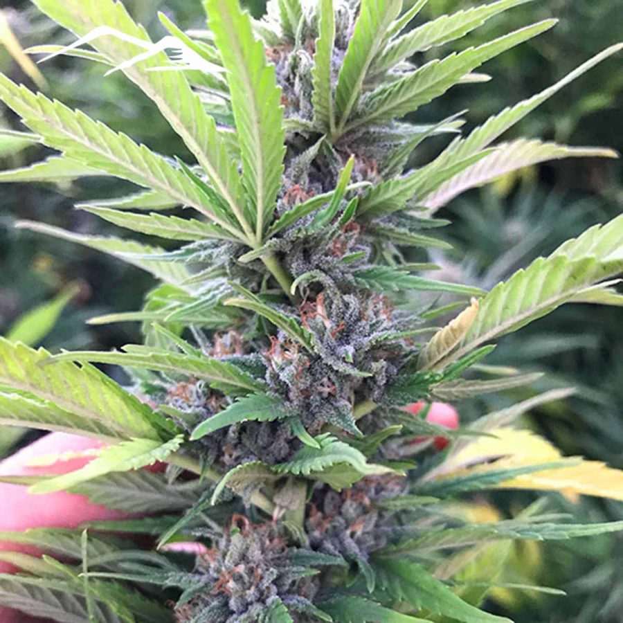 Black Widow Hemp Seeds - Image 4
