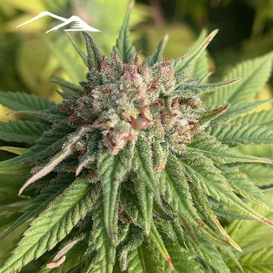 Cherry Blossom Hemp Seeds - Image 4