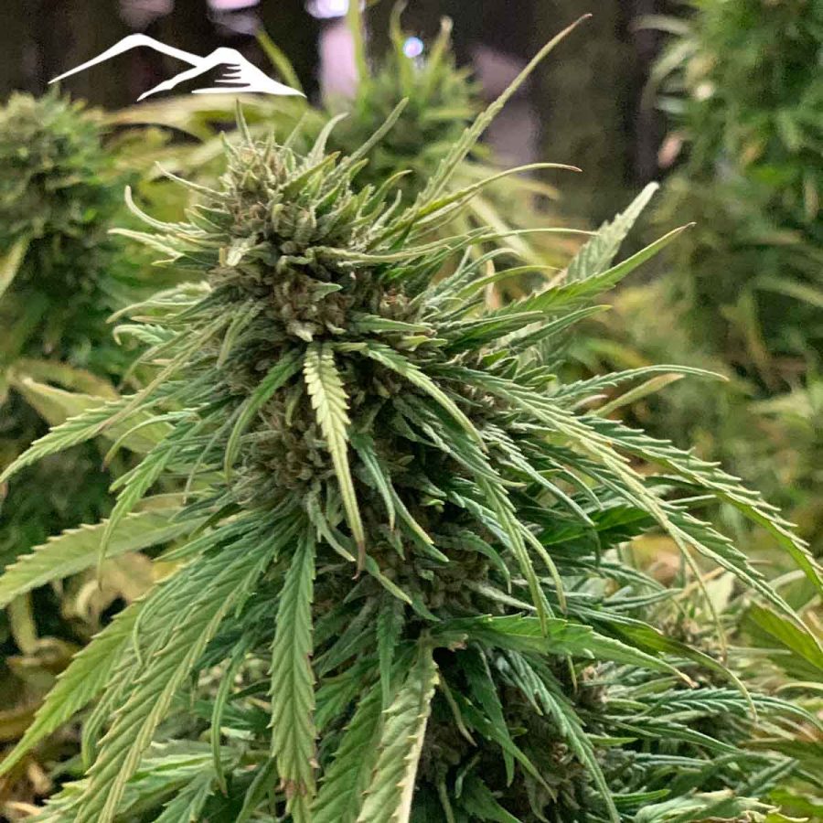 Cherry Hemp Seeds