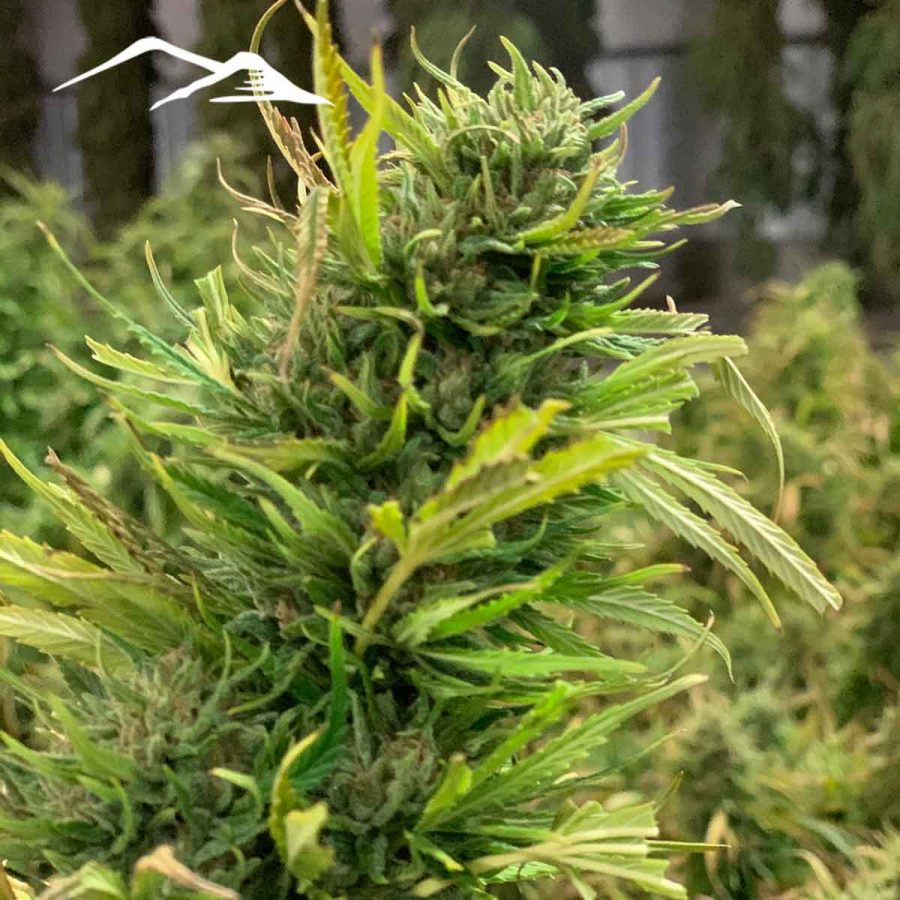 Cherry Hemp Seeds - Image 2