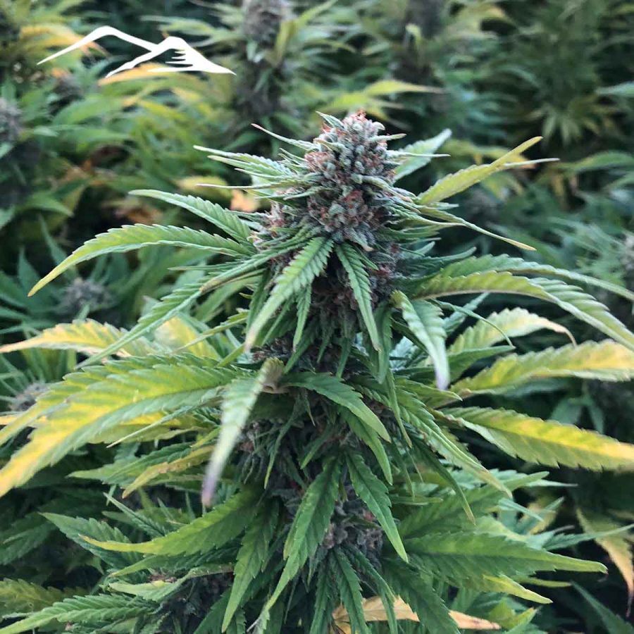Cherry Hemp Seeds - Image 4