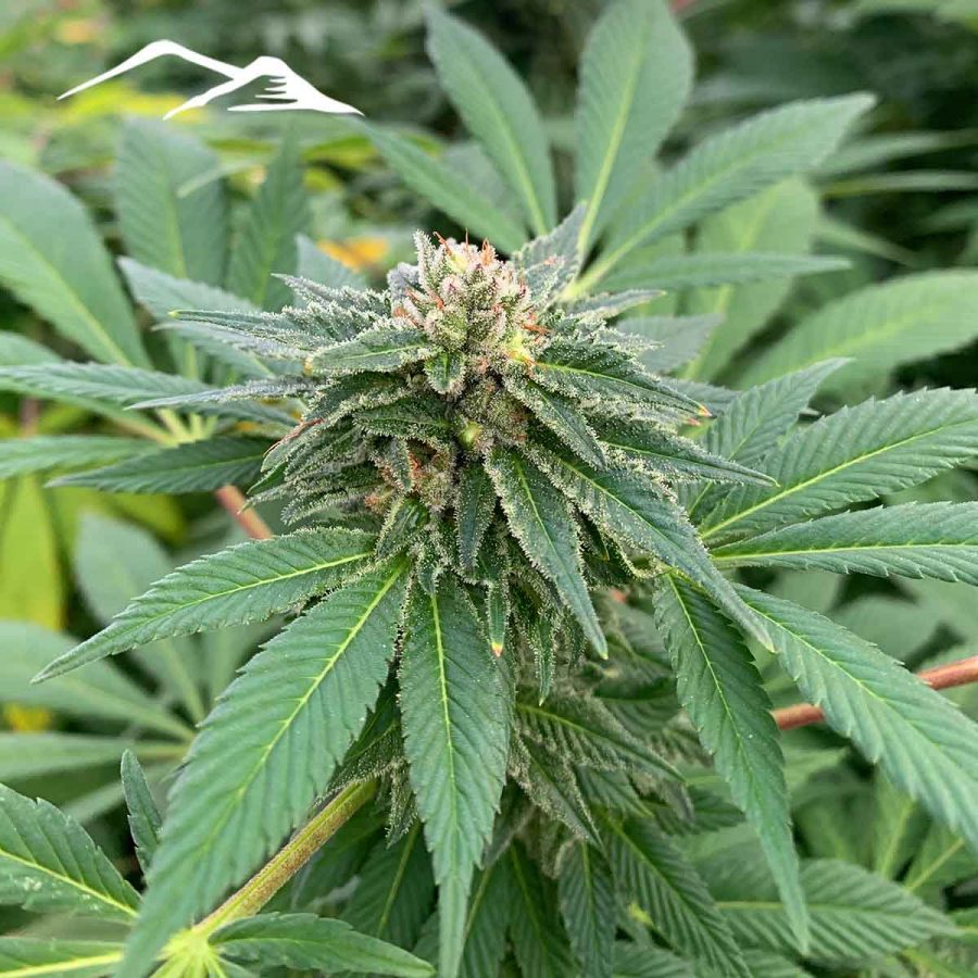 Cherry Hemp Seeds - Image 5