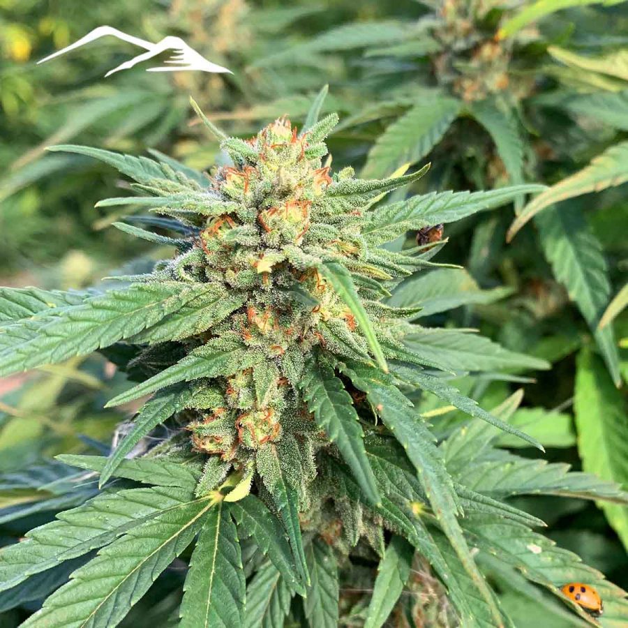 Putin's Problem Hemp Seeds