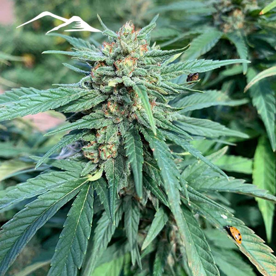 Putin's Problem Hemp Seeds - Image 2
