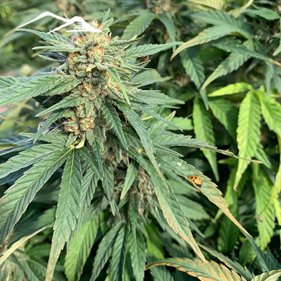 Putin's Problem Hemp Seeds - Image 3