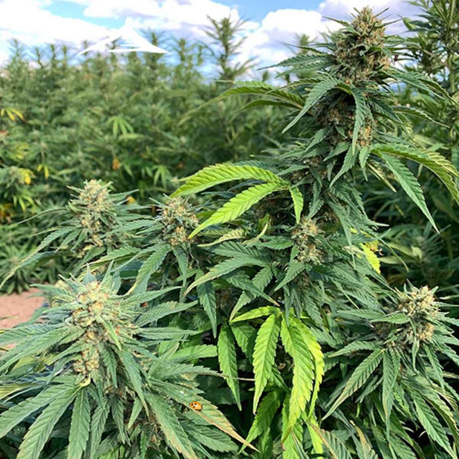 Putin's Problem Hemp Seeds - Image 4
