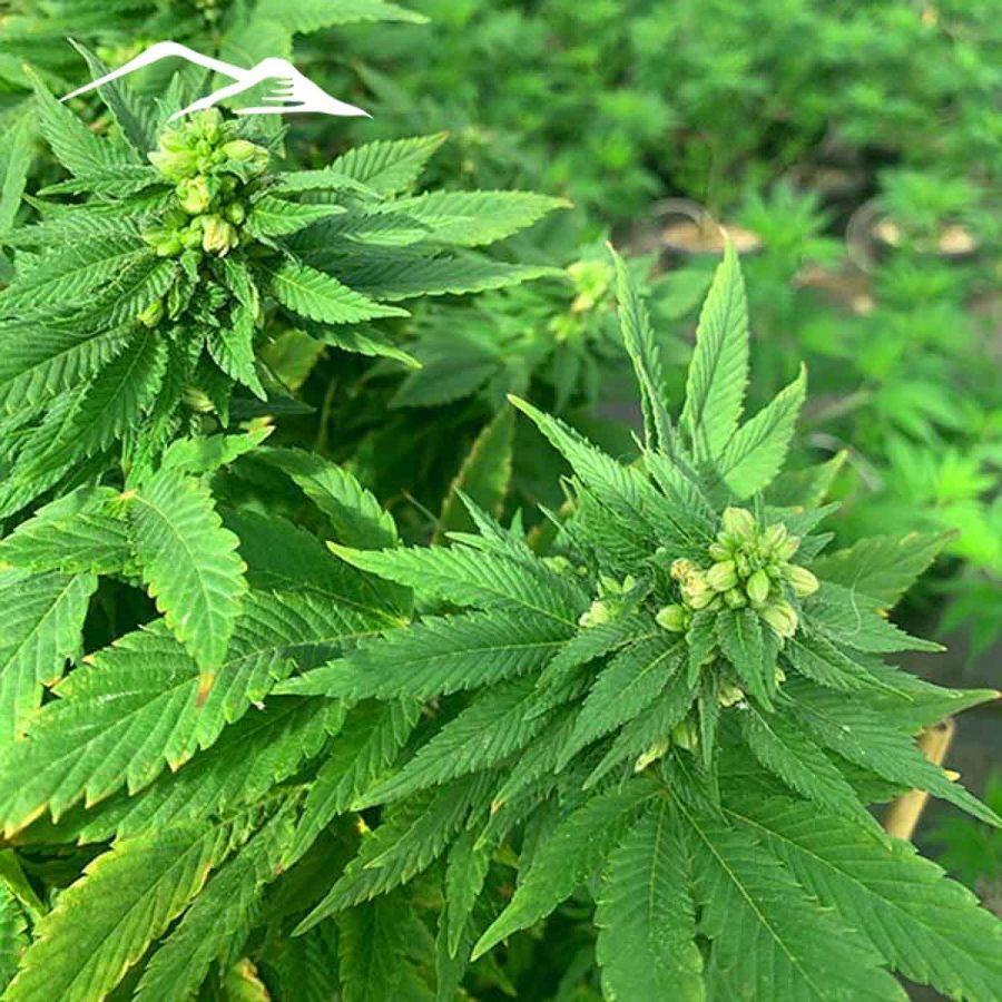 Stormy Daniels Hemp Seeds - Image 2