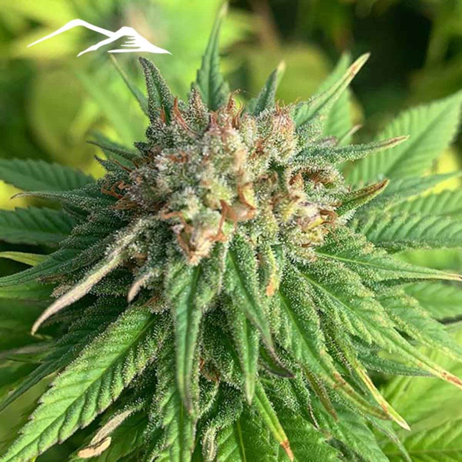 Stormy Daniels Hemp Seeds - Image 3