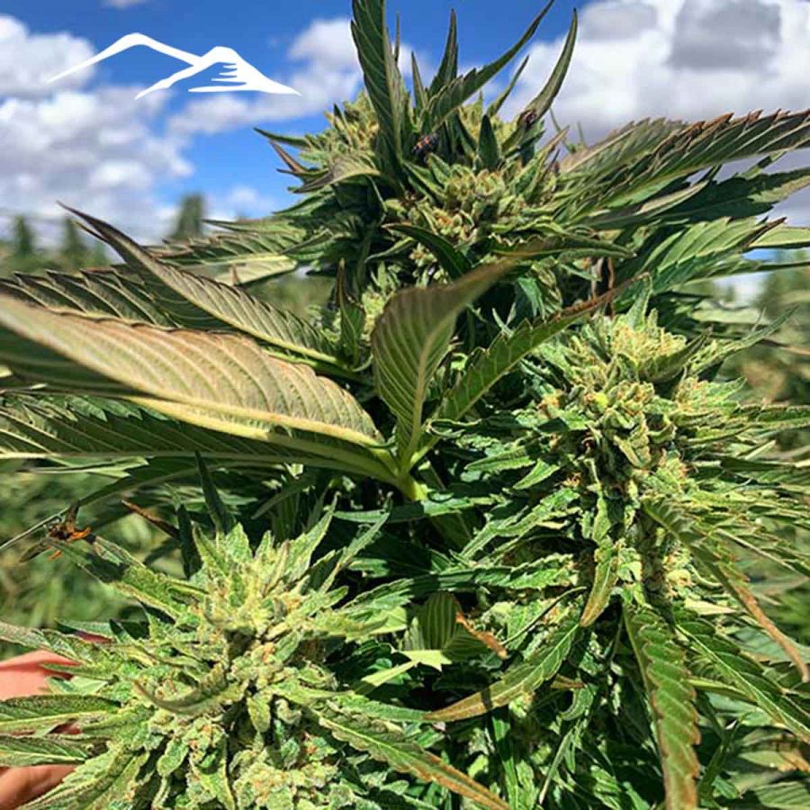 Stormy Daniels Hemp Seeds - Image 4