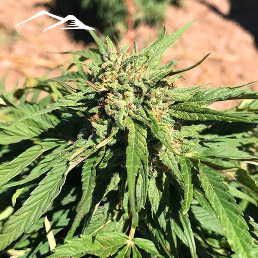 Stormy Daniels Hemp Seeds - Image 5