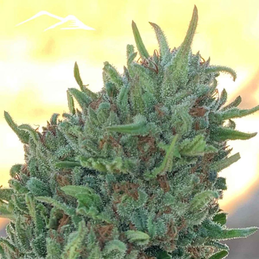 Vishnya Hemp Seeds
