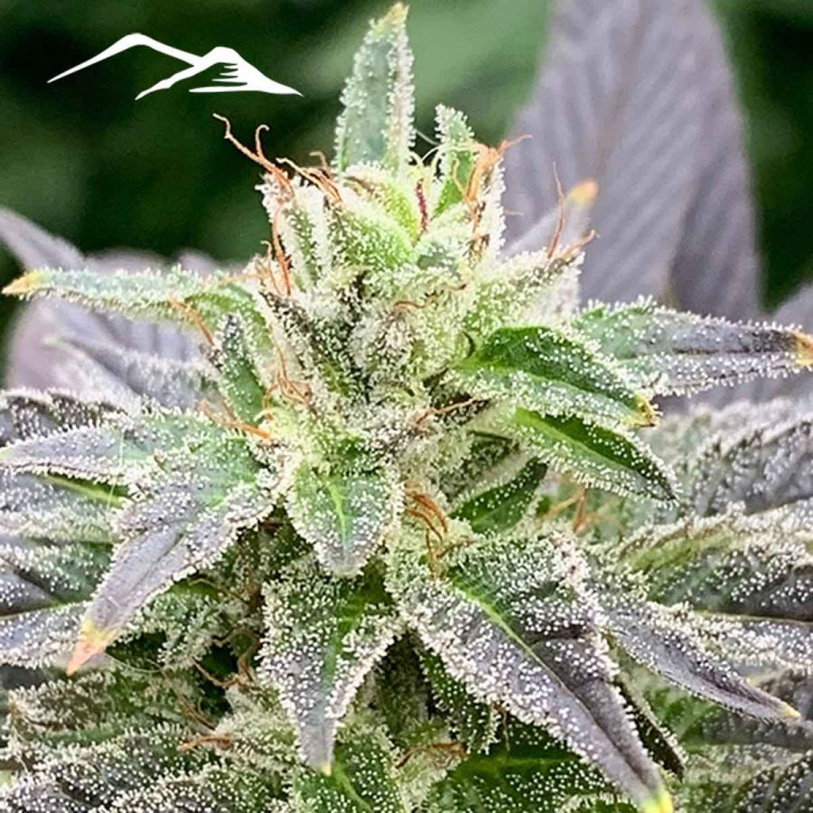 Vishnya Hemp Seeds - Image 2