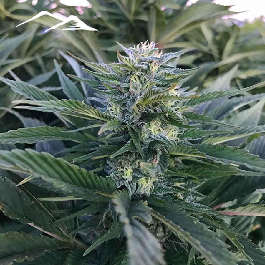 Vishnya Hemp Seeds - Image 3